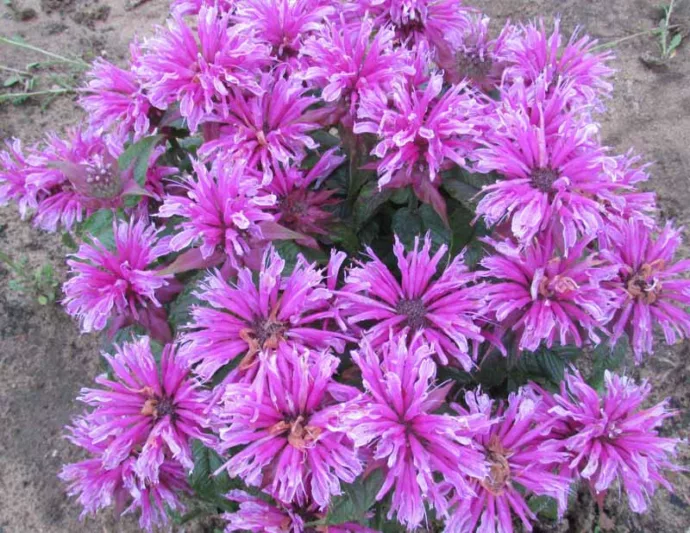 Monarda 'Leading Lady Orchid',Bee Balm 'Leading Lady Orchid', Bergamot 'Leading Lady Orchid', Pink Monarda, Pink Bee Balm, Pink Flowers