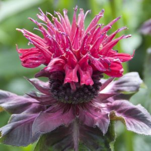 Monarda 'Petite Delight',Bee balm 'Petite Delight', Bergamot 'Petite Delight', pink Monarda, pink bee balm, pink flowers