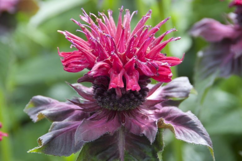 Monarda 'Petite Delight',Bee balm 'Petite Delight', Bergamot 'Petite Delight', pink Monarda, pink bee balm, pink flowers
