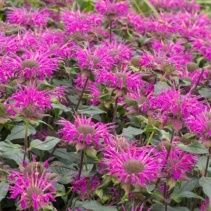 Monarda 'Raspberry Wine',Bee Balm 'Prarienacht', Bergamot 'Prarienacht', Monarda 'Prairie Night', Purple Monarda, Purple bee balm, Purple flowers
