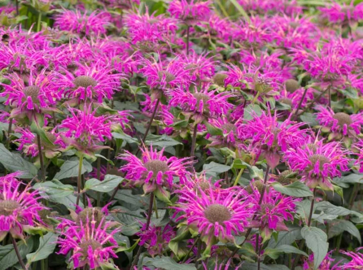 Monarda 'Raspberry Wine',Bee Balm 'Prarienacht', Bergamot 'Prarienacht', Monarda 'Prairie Night', Purple Monarda, Purple bee balm, Purple flowers