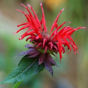 Monarda 'Raspberry Wine',Bee balm 'Raspberry Wine', Bergamot 'Raspberry Wine', Red Monarda, Red bee balm, Red flowers