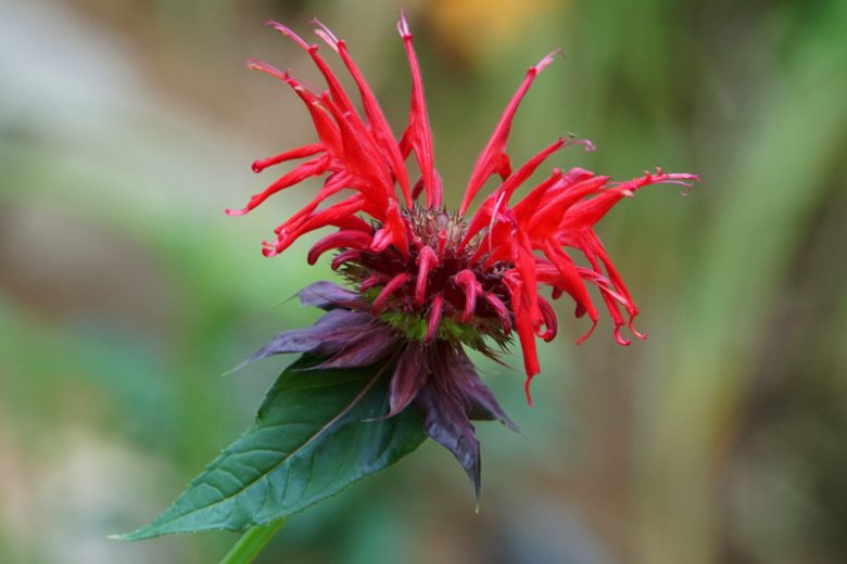 Monarda 'Raspberry Wine',Bee balm 'Raspberry Wine', Bergamot 'Raspberry Wine', Red Monarda, Red bee balm, Red flowers