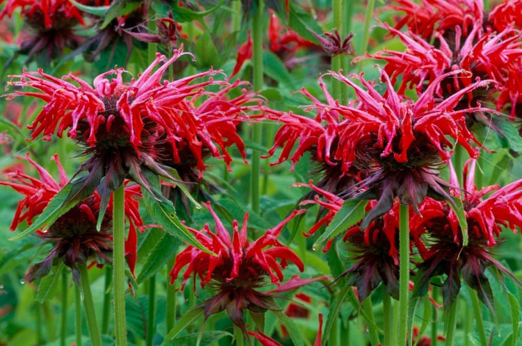 Monarda 'Oneida',Bee Balm 'Oneida', Bergamot 'Oneida', red Monarda, red bee balm, red flowers