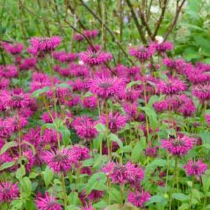 Monarda 'Vintage Wine',Bee Balm 'Vintage Wine', Bergamot 'Vintage Wine', purple Monarda, purple Bee Balm, purple flowers
