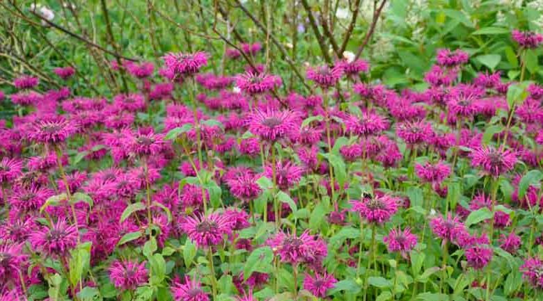 Monarda 'Vintage Wine',Bee Balm 'Vintage Wine', Bergamot 'Vintage Wine', purple Monarda, purple Bee Balm, purple flowers