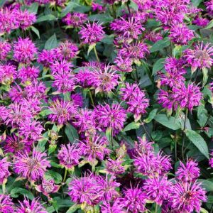 Monarda 'Blue Stocking', Bee Balm 'Blue Stocking', Bergamot 'Blue Stocking', Monarda 'Blaustrumpf', purple Bee Balm, purple flowers