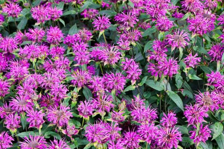 Monarda 'Blue Stocking', Bee Balm 'Blue Stocking', Bergamot 'Blue Stocking', Monarda 'Blaustrumpf', purple Bee Balm, purple flowers