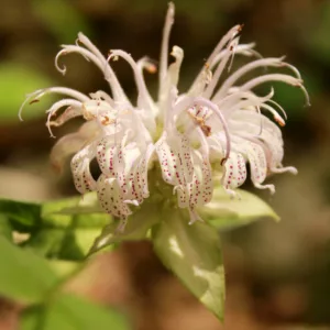 Monarda bradburiana, Eastern Bee Balm, Eastern Beebalm, Pink Monarda, Pink Bee Balm, Pink flowers,