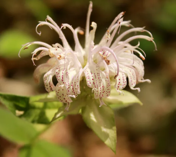 Monarda bradburiana, Eastern Bee Balm, Eastern Beebalm, Pink Monarda, Pink Bee Balm, Pink flowers,