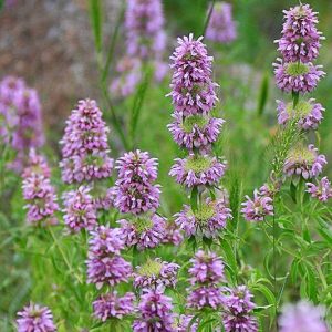 Monarda citriodora, Lemon Beebalm, Purple Horsemint, Lemon Mint, Plains Horsemint, Lemon Horsemint, Horsemint, Purple Lemon Mint, Bergamot, Monarda dispersa, Monarda aristata, Monarda tenuiaristata, Purple Monarda, Purple Bee Balm, Purple flowers,