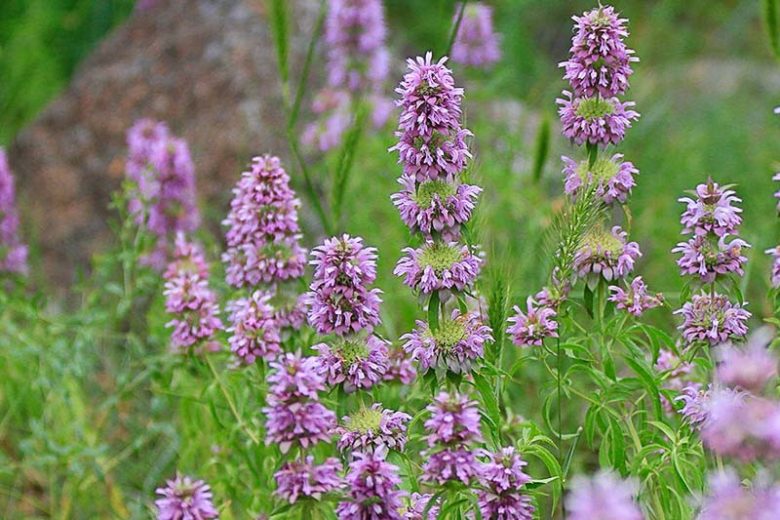 Monarda citriodora, Lemon Beebalm, Purple Horsemint, Lemon Mint, Plains Horsemint, Lemon Horsemint, Horsemint, Purple Lemon Mint, Bergamot, Monarda dispersa, Monarda aristata, Monarda tenuiaristata, Purple Monarda, Purple Bee Balm, Purple flowers,