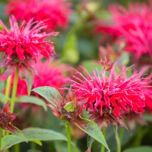 Monarda didyma, Scarlet Beebalm, Oswego Tea, Red Bergamot, Bergamot, Bee Balm, Bee Balm Tea Plant, Fragrant Balm, Hare Mint, Indian Feathers, Indian Plume,