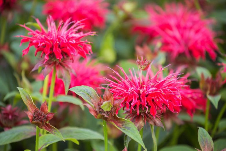 Monarda didyma, Scarlet Beebalm, Oswego Tea, Red Bergamot, Bergamot, Bee Balm, Bee Balm Tea Plant, Fragrant Balm, Hare Mint, Indian Feathers, Indian Plume,