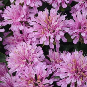 Monarda didyma 'Pardon My Lavender', Bee Balm 'Pardon My Lavender', Bergamot 'Pardon My Lavender', Monarda 'Pardon My Lavender', Lavender Monarda, Lavender Bee Balm, Lavender Flowers