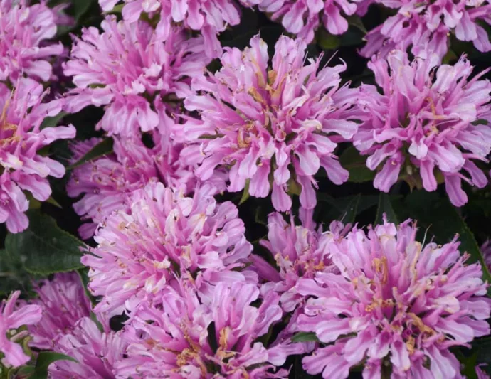 Monarda didyma 'Pardon My Lavender', Bee Balm 'Pardon My Lavender', Bergamot 'Pardon My Lavender', Monarda 'Pardon My Lavender', Lavender Monarda, Lavender Bee Balm, Lavender Flowers