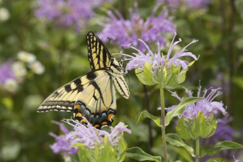Monarda fistulosa, Wild Bergamot, American Wild Bergamot, Wild Bee Balm, Lavender Monarda, Lavender Bee Balm, Lavender flowers