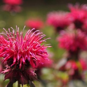 Monarda 'Kardinal',Bee balm 'Kardinal', Bergamot 'Kardinal', purple Monarda, purple bee balm, purple flowers