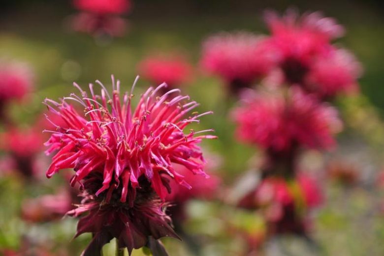 Monarda 'Kardinal',Bee balm 'Kardinal', Bergamot 'Kardinal', purple Monarda, purple bee balm, purple flowers