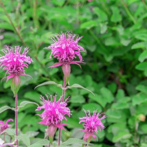 Monarda media, Purple Bergamot, Purple Monarda, Purple Bee Balm, Lavender Monarda, Lavender Bee Balm, Lavender flowers
