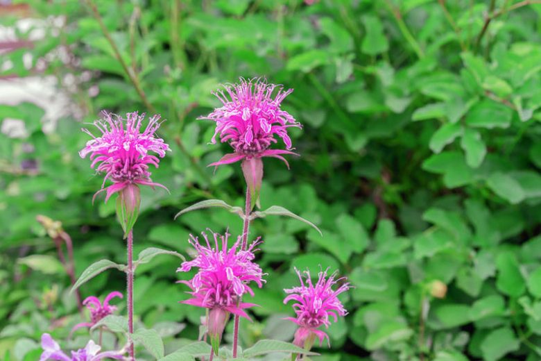 Monarda media, Purple Bergamot, Purple Monarda, Purple Bee Balm, Lavender Monarda, Lavender Bee Balm, Lavender flowers