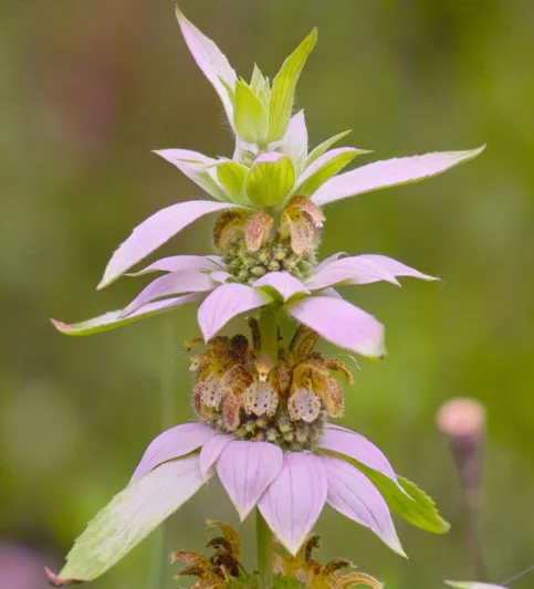 Monarda punctata, Dotted Bee Balm, Dotted Horsemint, Spotted Horsemint, Yellow Monarda, Yellow Bee Balm, Yellow flowers, Purple Monarda, Purple Bee Balm, Purple flowers,