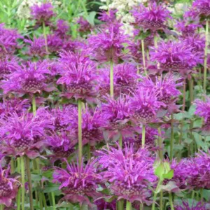 Monarda 'Scorpion',Bee balm 'Scorpion', Bergamot 'Scorpion', purple Monarda, purple bee balm, purple flowers