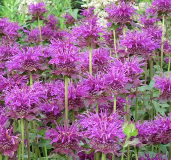 Monarda 'Scorpion',Bee balm 'Scorpion', Bergamot 'Scorpion', purple Monarda, purple bee balm, purple flowers