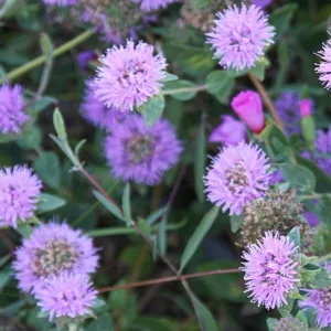 Monardella villosa, Coyote Mint, Purple Flowers, California Native Plants, California Native Flowers