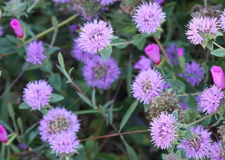 Monardella villosa, Coyote Mint, Purple Flowers, California Native Plants, California Native Flowers