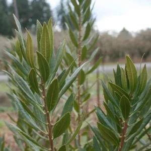 Morella californica, Pacific Wax Myrtle, California Wax Myrtle, Pacific Bayberry, California Bayberry, Myrica californica