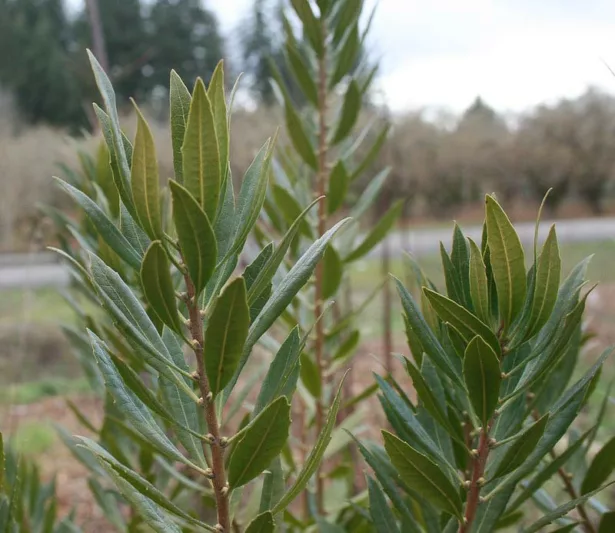 Morella californica, Pacific Wax Myrtle, California Wax Myrtle, Pacific Bayberry, California Bayberry, Myrica californica