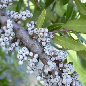 Morella cerifera, Wax Myrtle, Southern Wax Myrtle, Southern Bayberry, Eastern Bayberry, Bayberry, Candleberry, Tallow Shrub