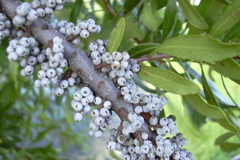 Morella cerifera, Wax Myrtle, Southern Wax Myrtle, Southern Bayberry, Eastern Bayberry, Bayberry, Candleberry, Tallow Shrub