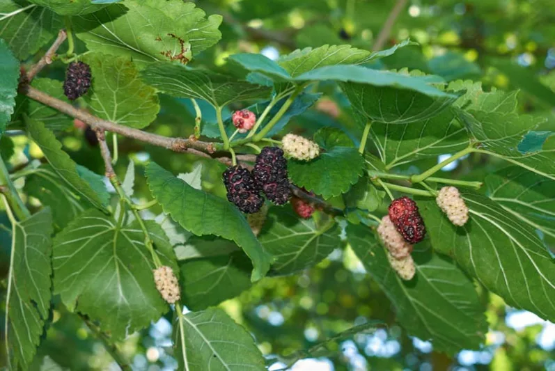 Morus alba, White Mulberry, Common Mulberry, Silkworm Mulberry, Mulberry Fruits