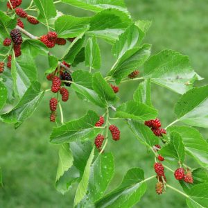 Morus alba 'Pendula',Weeping White Mulberry, White Mulberry 'Pendula', Silkworm Mulberry 'Pendula', Mulberry Fruits