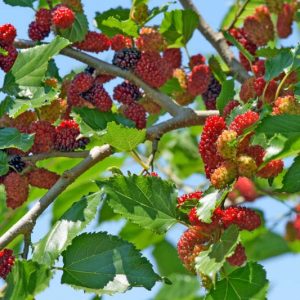 Morus nigra, Black Mulberry, Common Mulberry, Persian Mulberry, Sycamine Tree