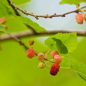 Morus rubra, American Mulberry, Red Mulberry, Moral, Morus murrayana, Morus rubra var. murrayana