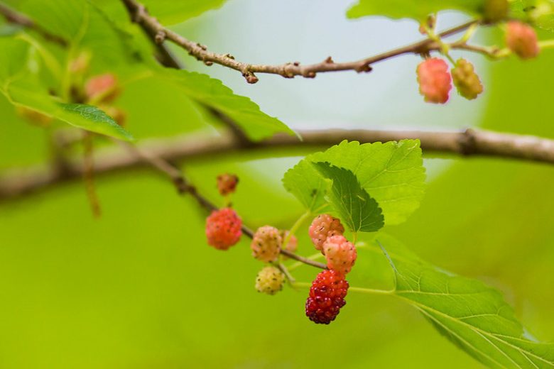 Morus rubra, American Mulberry, Red Mulberry, Moral, Morus murrayana, Morus rubra var. murrayana