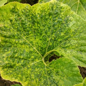 Mosaic Viruses,  Identify Mosaic Viruses, Prevent Mosaic Viruses, Treat Mosaic Viruses