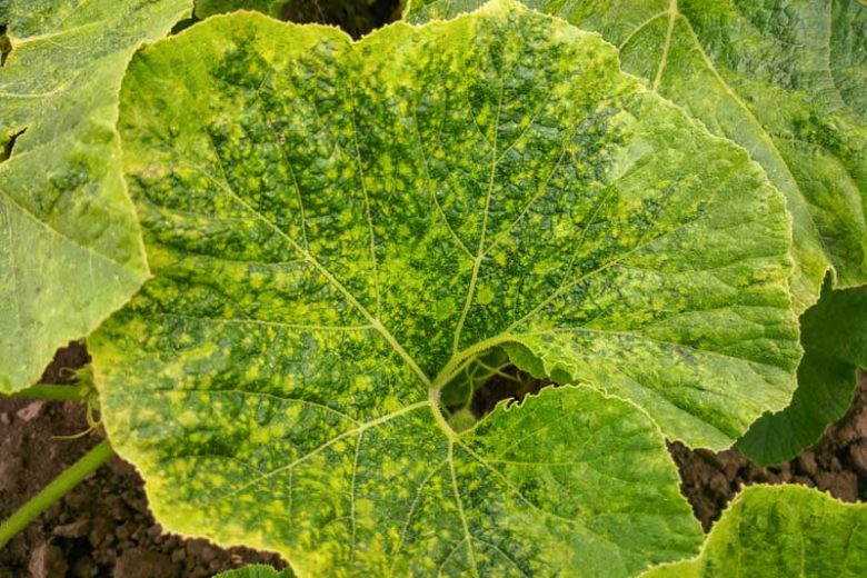 Mosaic Viruses,  Identify Mosaic Viruses, Prevent Mosaic Viruses, Treat Mosaic Viruses