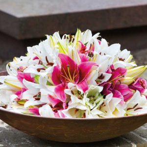 Fragrant lilies, Most fragrant lilies, Lilies for cutting, Asiatic Lilies, Oriental Lilies, Orienpet Lilies