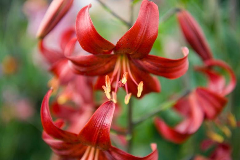 Fragrant lilies, Most fragrant lilies, Lilies for cutting, Asiatic Lilies, Oriental Lilies, Orienpet Lilies