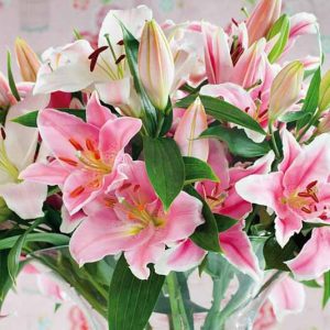 Fragrant lilies, Most fragrant lilies, Lilies for cutting, Asiatic Lilies, Oriental Lilies, Orienpet Lilies