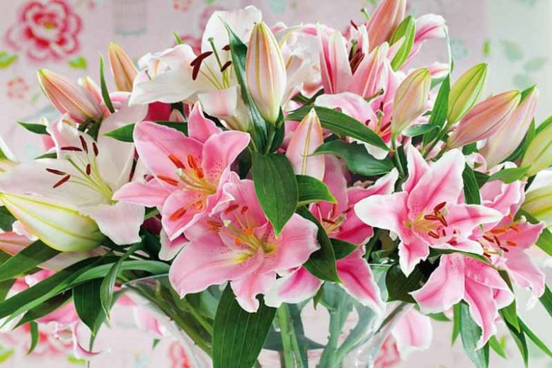 Fragrant lilies, Most fragrant lilies, Lilies for cutting, Asiatic Lilies, Oriental Lilies, Orienpet Lilies