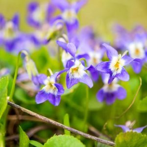 Pacific Northwest ,Pacific Northwest  states, Pacific Northwest  garden, Best Perennials, Pacific Northwest  Perennials, Great Perennials, Perennials for Pacific Northwest , Fragrant Perennials for Pacific Northwest , Scented Perennials for Pacific Northw