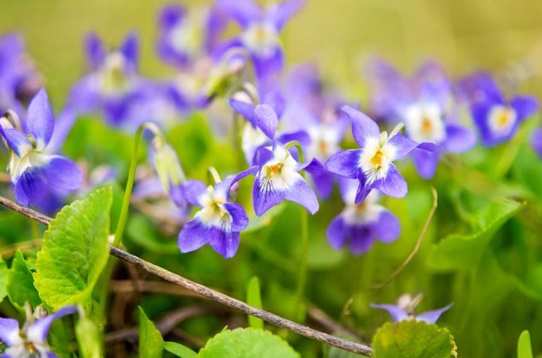 Pacific Northwest ,Pacific Northwest  states, Pacific Northwest  garden, Best Perennials, Pacific Northwest  Perennials, Great Perennials, Perennials for Pacific Northwest , Fragrant Perennials for Pacific Northwest , Scented Perennials for Pacific Northw
