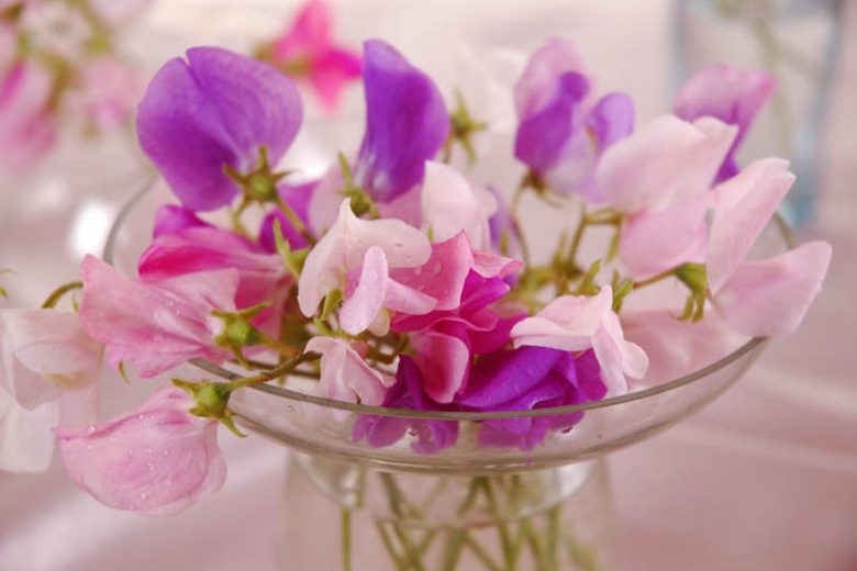 Lathyrus Odoratus, Sweet Pea, Annual plant, Fragrant Plant, Climbing plant,Annual Flowers, Fragrant Flowers, Climbing Flowers, Scented Flowers,