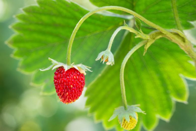 Fragaria, Fragaria x ananassa, Garden Strawberries, Red Berries, Strawberries,