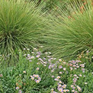 Muhlenbergia rigens, Deer Grass, Deergrass, Meadow Muhly, Deer Muhly, Epicampes rigens, Muhlenbergia marshii, Muhlenbergia mundula, Perennial grass, Drought tolerant grass